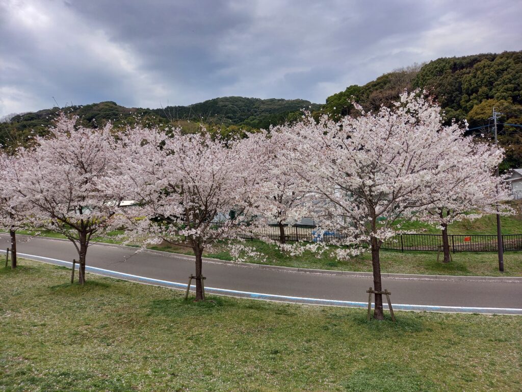 上原田公園の桜